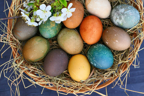 Easter eggs in basket nest. Natural coloring of eggs.
