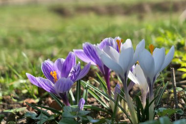 Bahçede büyüyen mor ve beyaz kır çiçekleri. Bahar çiçekleri.