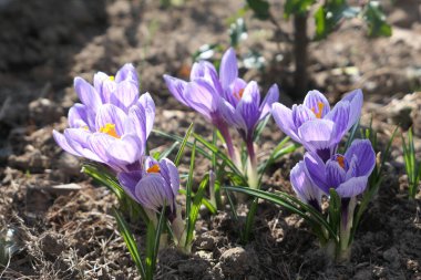 Mor kır çiçekleri. Baharın ilk çiçek işaretleri.