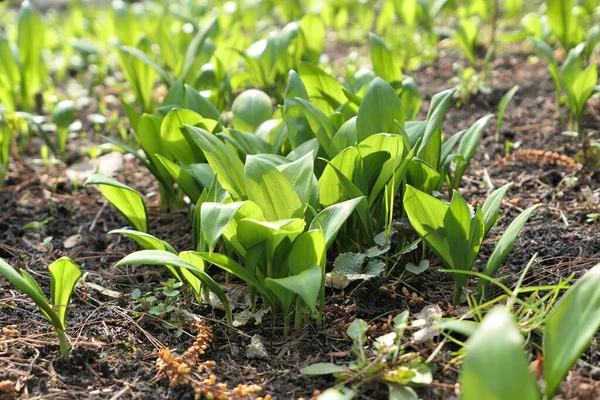 Ayı Sarımsak Bitkileri Allium Ursinum Ağaçların Gölgesinde Vahşice Yetişir Yabani — Stok fotoğraf