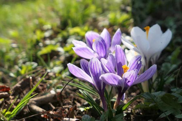 Vackra Lila Krokus Blommor Växer Skogen Första Blomtecken Våren — Stockfoto