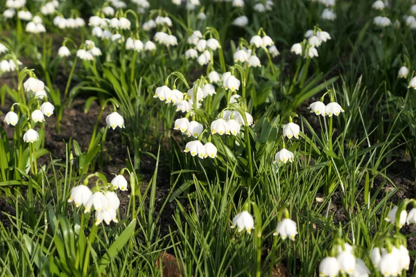 Leucojum Vernum White Spring Snowflake Flowers Growing Garden — Stock Photo, Image