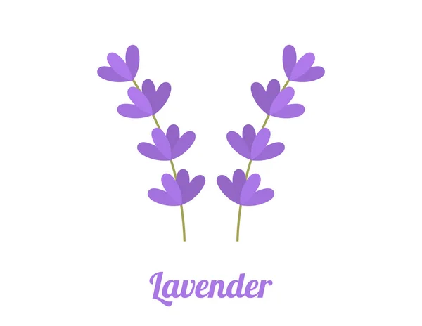 Lavender Flowers Purple Flat Design Lavender Flowers Symbols Isolated White — Stock Vector