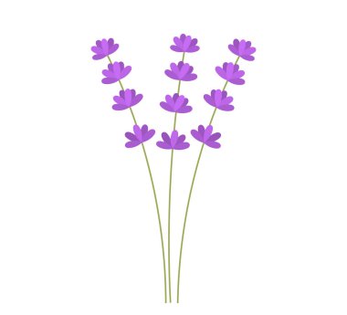 Lavanta çiçeği buketi. Lavandula mor çiçekleri. Vektör çizimi.