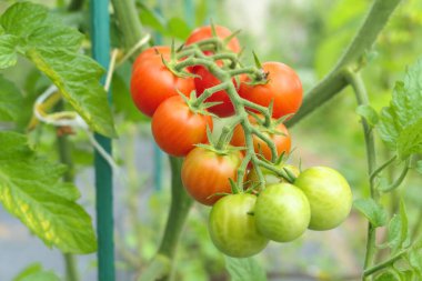 Bahçede yetişen olgunlaşmış kiraz domatesleri. Yaz sebze gardı.
