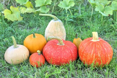 Bal kabakları sebze bahçesinde farklı türde hasat edilir..