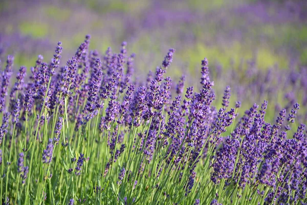 Lavendel Blüht Sommer — Stockfoto