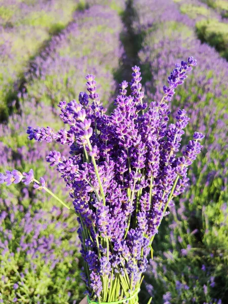 Bouquet Von Frischen Lavendelblüten Auf Lavendelfeld — Stockfoto