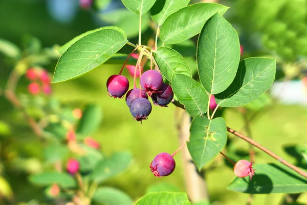 サスカトゥーン果実甘い紫色の果物 アメランキアの木の枝 — ストック写真