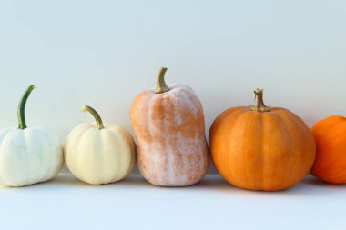 Balkabakları sonbahar arka planı. Farklı kabak çeşitleri.