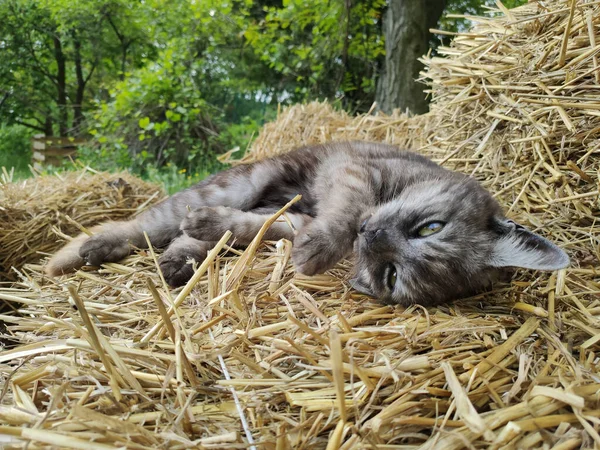 Liebenswerte Katze Liegt Auf Einem Strohhaufen Sommergarten — Stockfoto