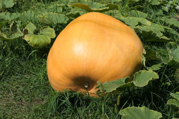 Citrouille Géante Atlantique Poussant Sur Plante Dans Jardin — Photo