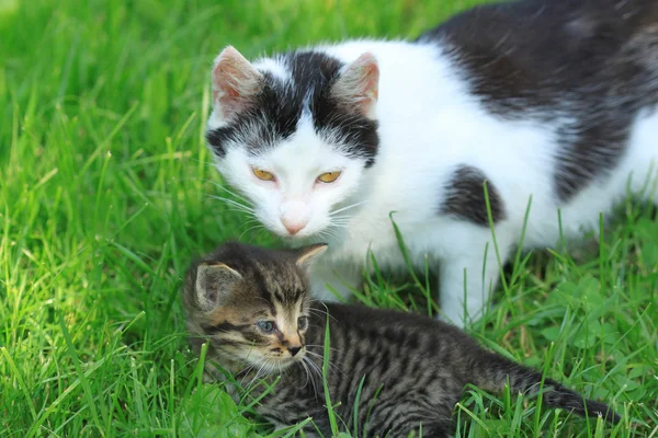 Katzenmutter und Kätzchen — Stockfoto