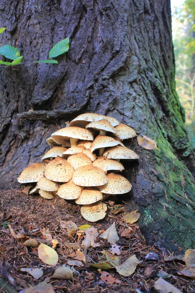 Honey mushrooms under tree — Stock Photo, Image