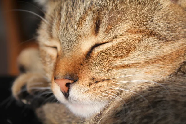 Sovande katt — Stockfoto