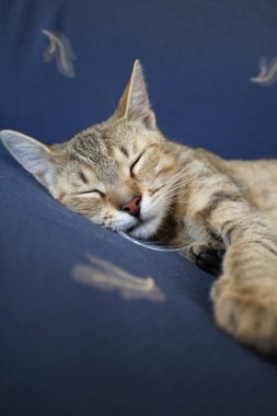 Uyuyan kedi