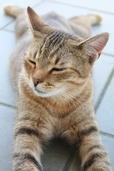 Katze entspannen — Stockfoto