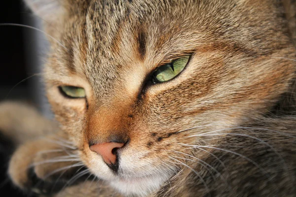 Slapende kat — Stockfoto