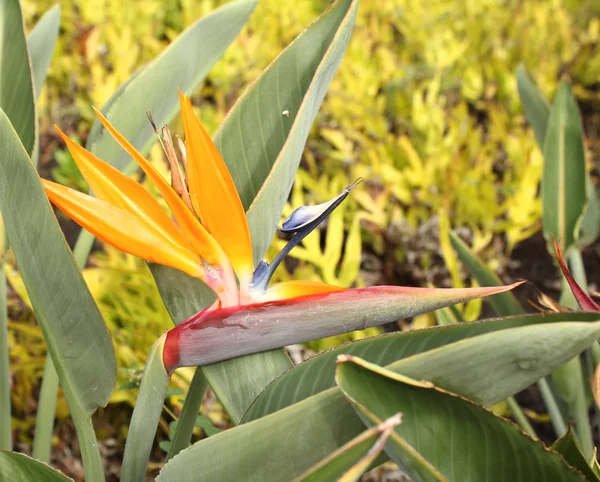 Pássaro do paraíso flor — Fotografia de Stock