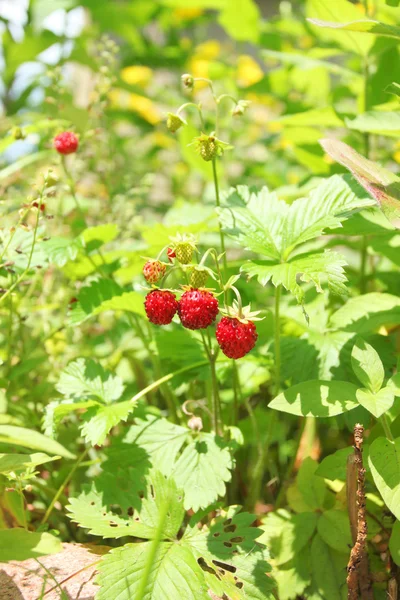 Wild strawberries growing — Stock Photo, Image