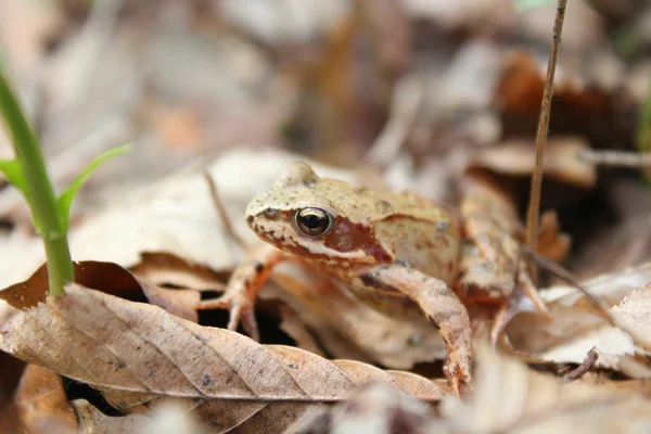 Common frog — Stock Photo, Image