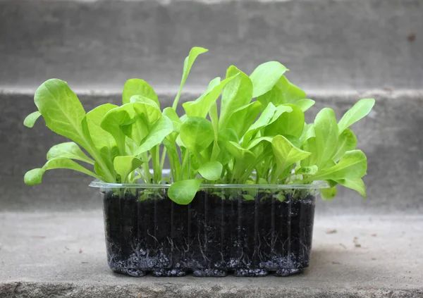 Plántulas de lechuga verde escarola — Foto de Stock