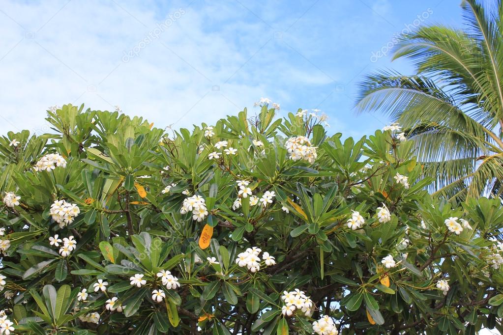 Plumeria árvore no Havaí fotos, imagens de © Studiobarcelona #58274467