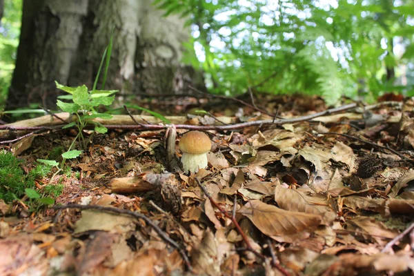 Berretto di fungo di foresta — Foto Stock