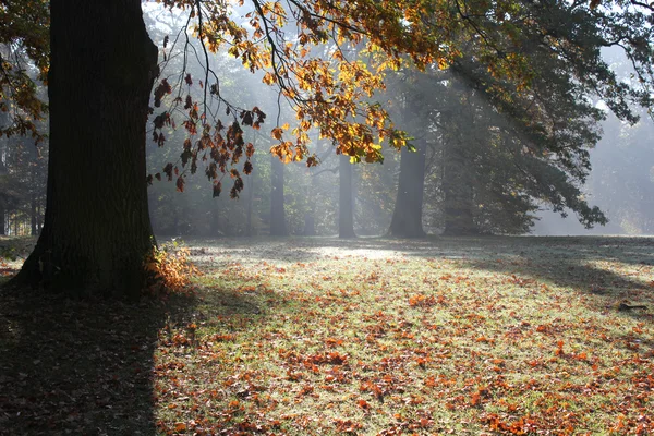 Sonbahar sabahı park — Stok fotoğraf