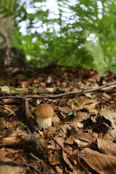 Boné de cogumelo Floresta — Fotografia de Stock