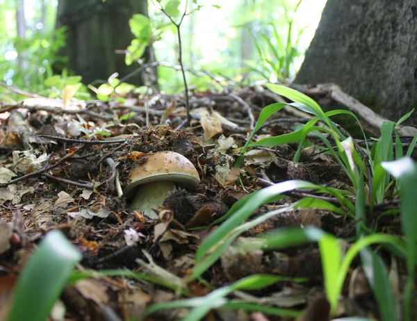 Hidden mushroom  in forest leaves — Stock Photo, Image