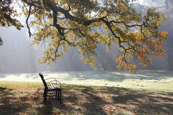 Осенний парк утром — стоковое фото