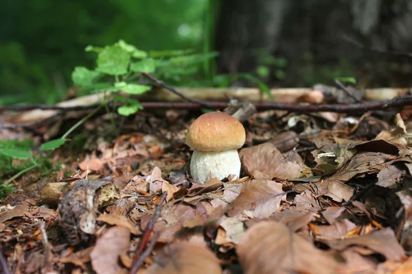 Boné de cogumelo Floresta — Fotografia de Stock