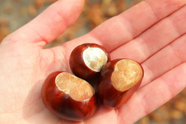 Autumn Chestnuts in hand — Stock Photo, Image