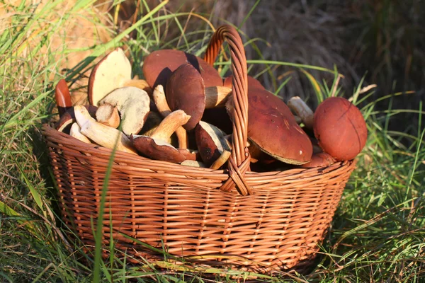 Full Basket with mushrooms — Stock Photo, Image