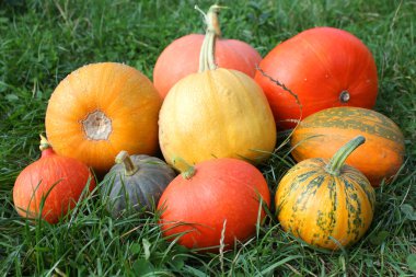 Kabaklar ve kış squashes