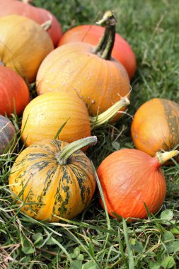 Kabaklar ve kış squashes