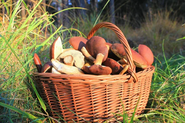 Wicker Basket with mushrooms — Stock Photo, Image