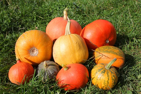 Pumpkins and winter squashes — Stock Photo, Image