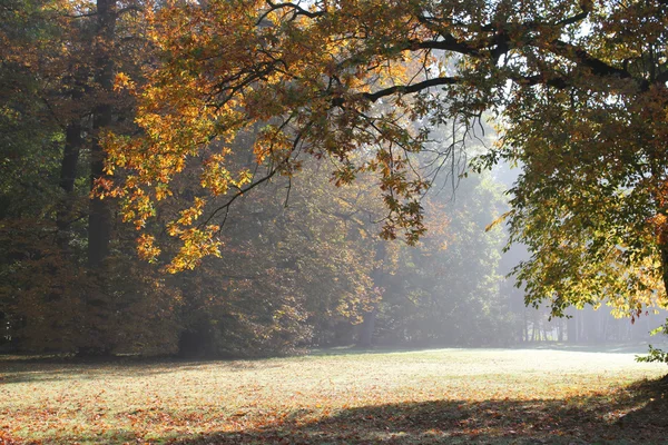 Autumn morning park — Stock Photo, Image