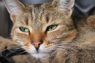 Yeşil gözlü tekir kedi