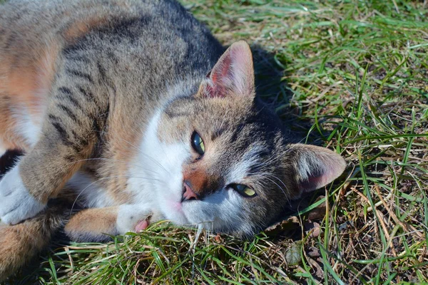 Gato rojo en el jardín — Foto de Stock