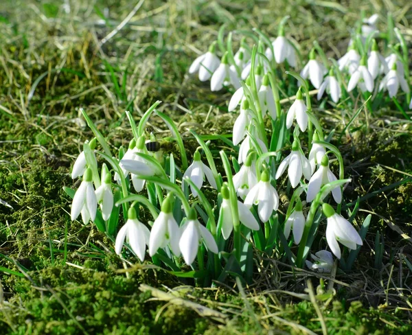 Snowdrops flowers in grass — Stock Photo, Image