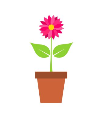 tencerede kırmızı çiçek