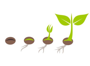 Plant seed germination stages clipart