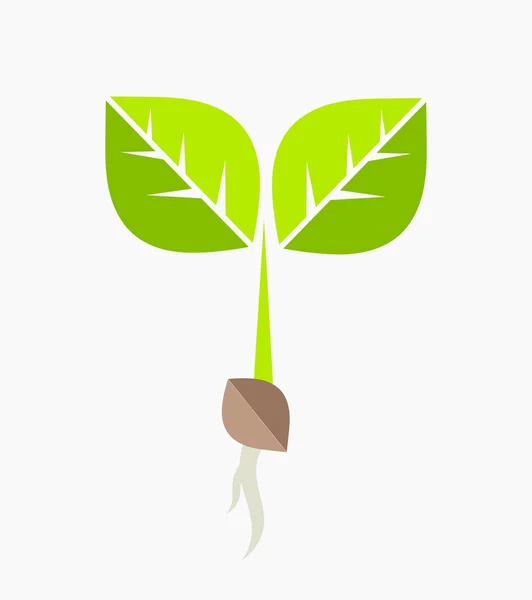 Plántulas de plantas verdes . — Vector de stock