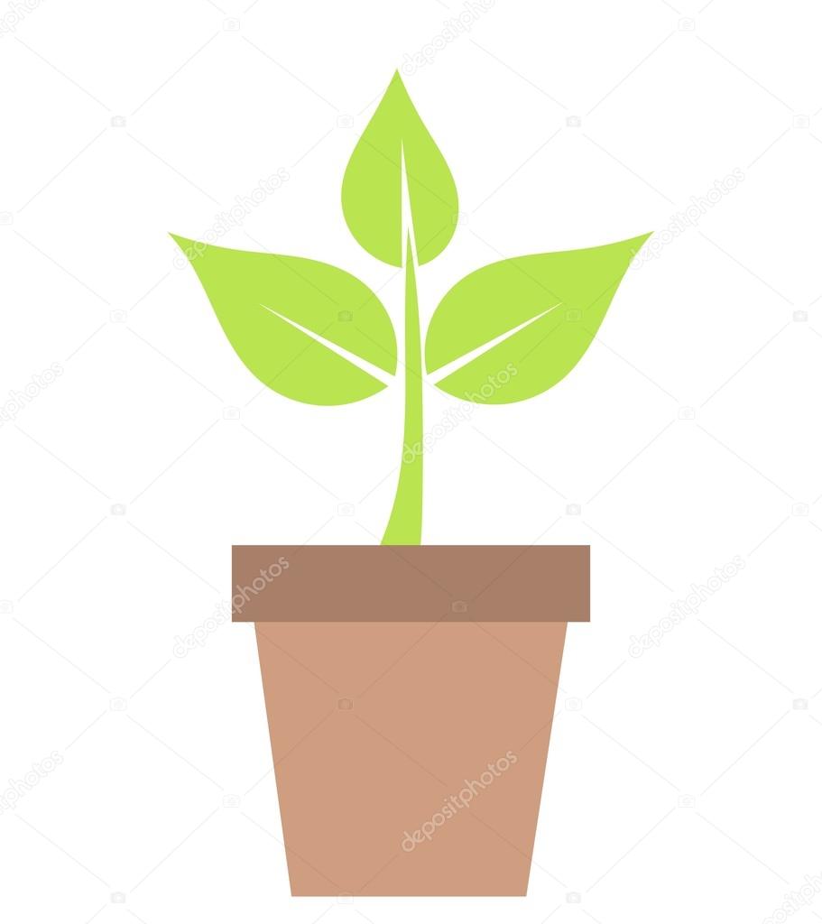 Green Plant in pot