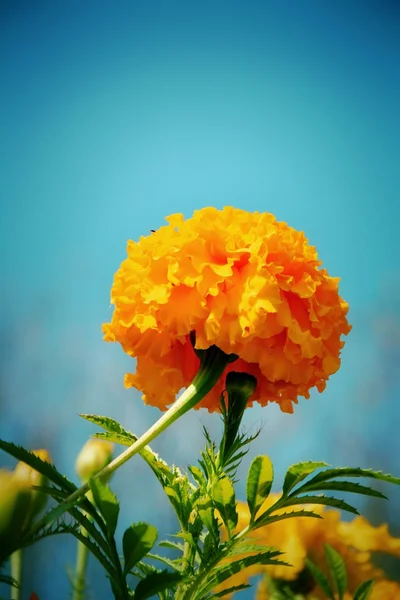 Yellow flower — Stock Photo, Image