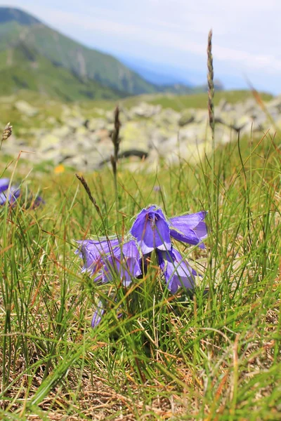 Cloche alpine fleur — Photo