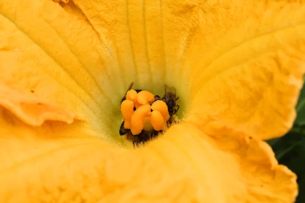 ミツバチ受粉でスカッシュの花 — ストック写真